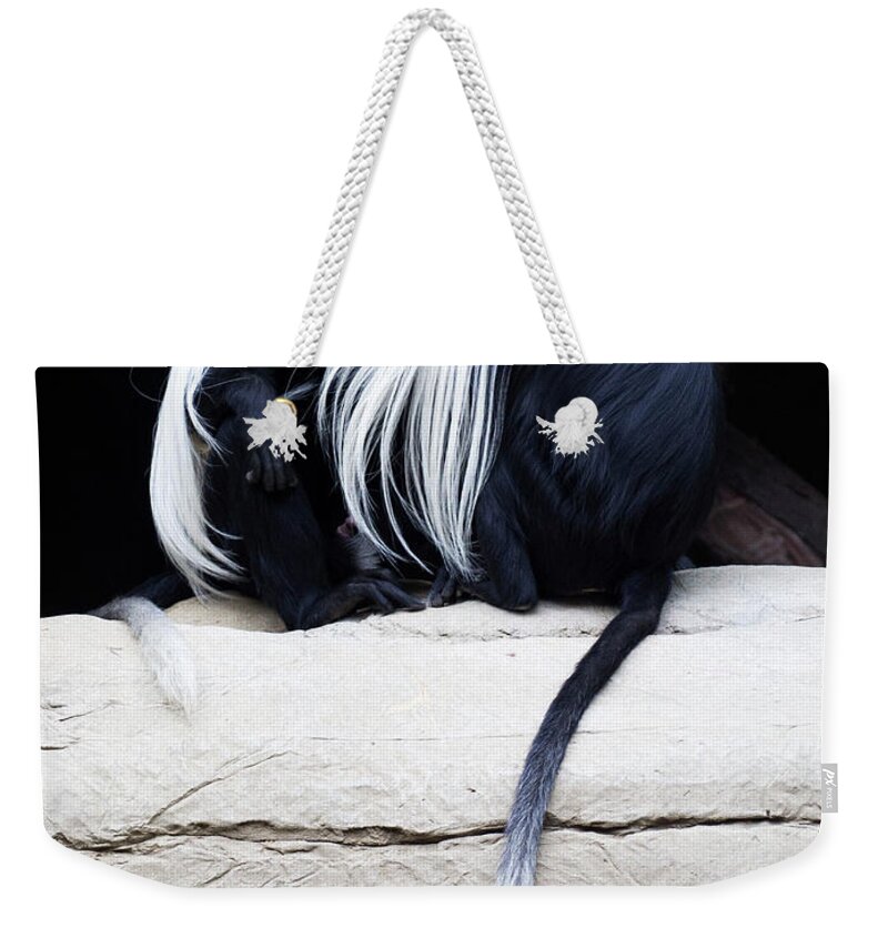 Colobus Angolensis Weekender Tote Bag featuring the photograph Lost in Cuddling - Black and white colobus monkeys by Penny Lisowski