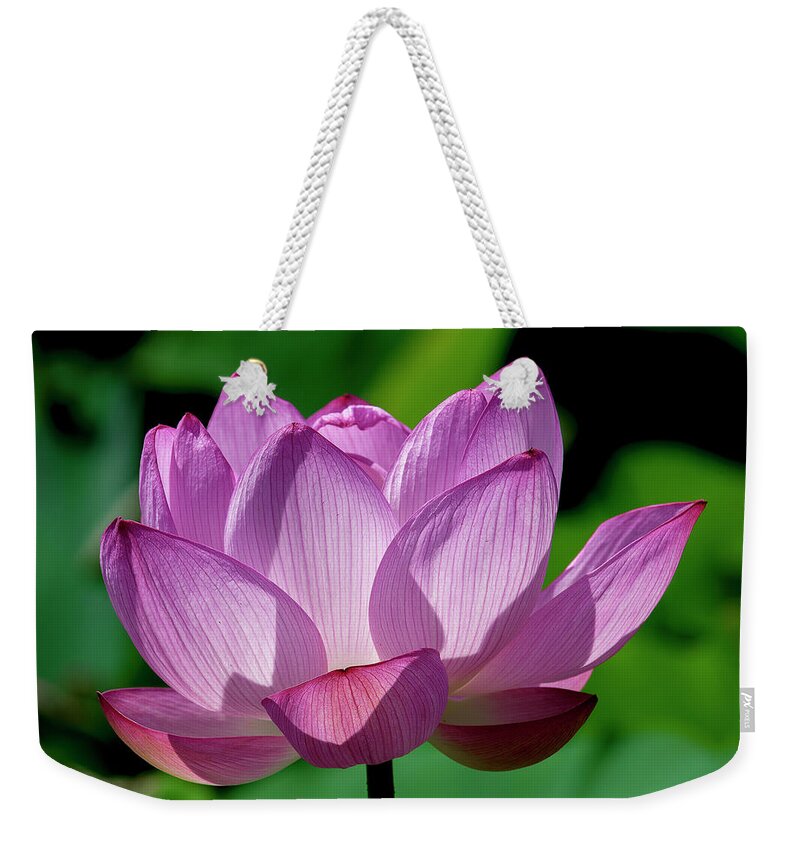 Lotus Weekender Tote Bag featuring the photograph Lotus Beauty--Buxom Beauty ii DL0090 by Gerry Gantt