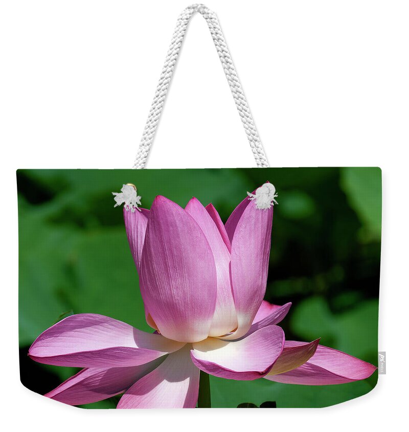 Lotus Weekender Tote Bag featuring the photograph Lotus Bud--Almost There ii DL0097 by Gerry Gantt