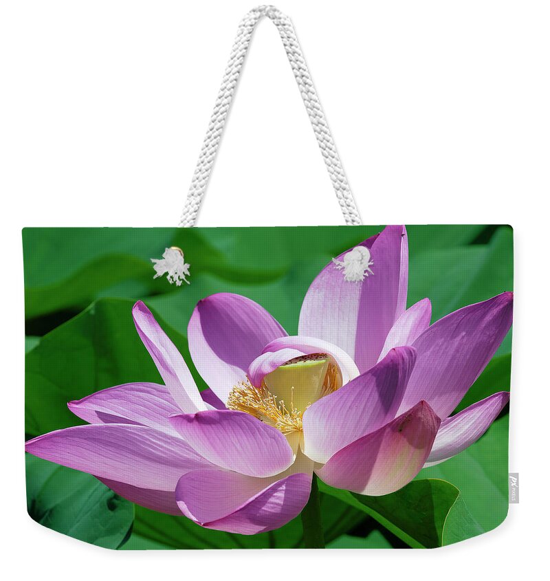 Lotus Weekender Tote Bag featuring the photograph Lotus--Center of Being--Protective Covering ii DL0088 by Gerry Gantt