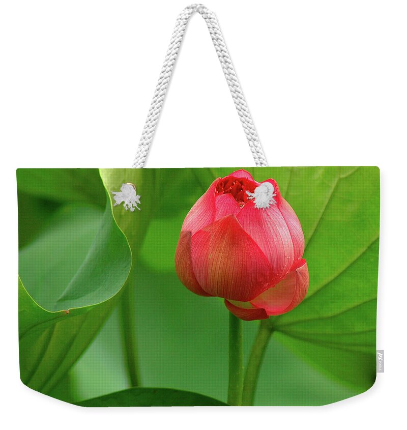 Lotus Weekender Tote Bag featuring the photograph Lotus Flower 2 by Harry Spitz