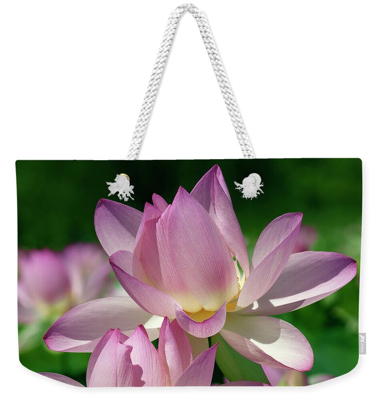 Lotus Weekender Tote Bag featuring the photograph Lotus--Sisters i DL0082 by Gerry Gantt