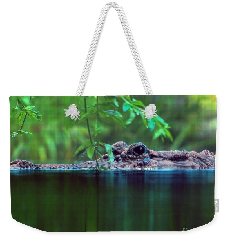 Alligator Weekender Tote Bag featuring the photograph Louisiana Swimming Instructor by Ken Frischkorn