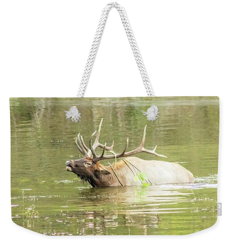 Elk Weekender Tote Bag featuring the photograph Love Songs by Holly Ross