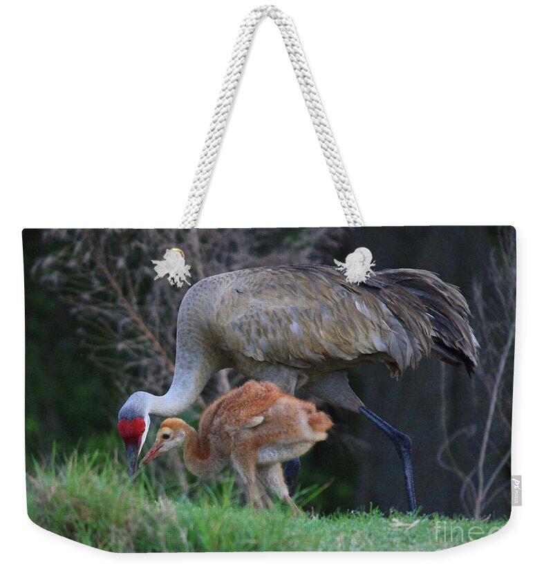 Sandhill Cranes Weekender Tote Bag featuring the photograph Loving Sandhill with Colt by Carol Groenen