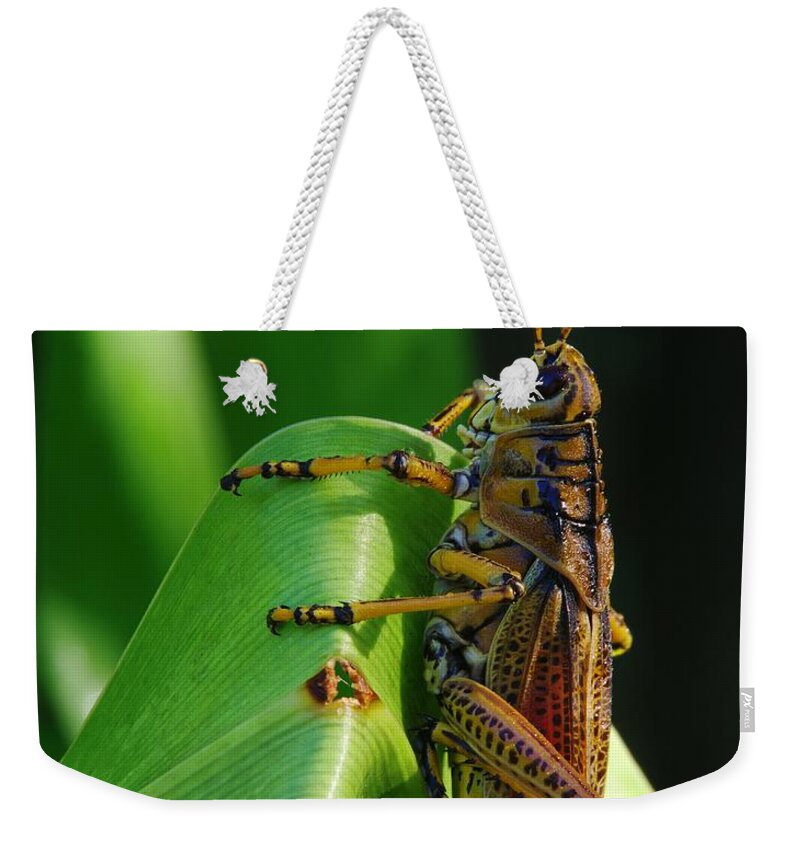 Lubber Grasshopper Weekender Tote Bag featuring the photograph Lubber Grasshopper II by Richard Rizzo