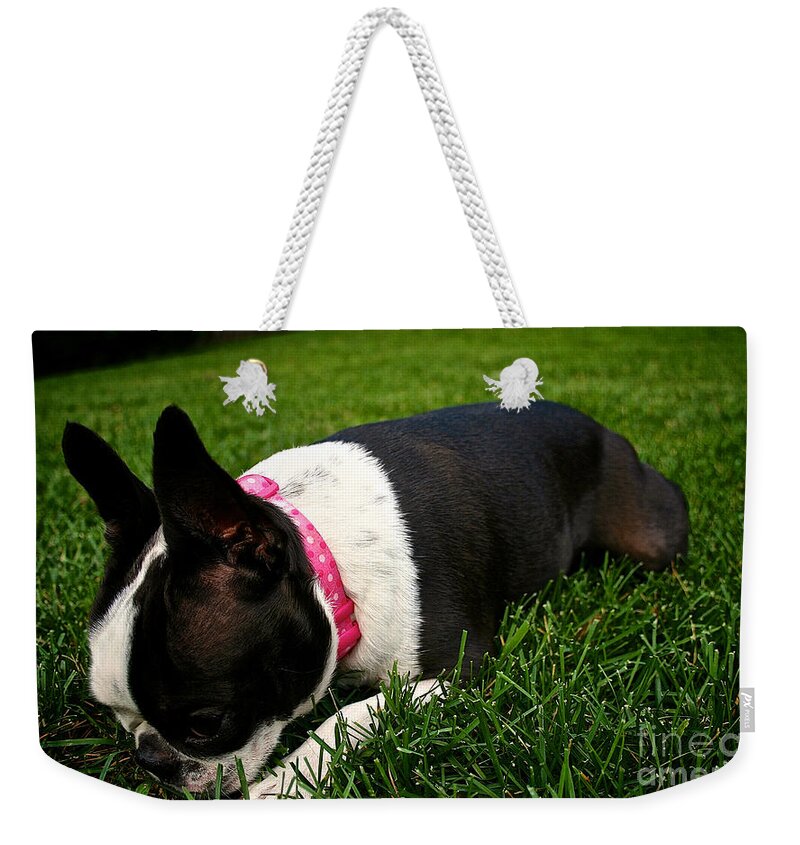 Animal Weekender Tote Bag featuring the photograph Lucky Four Leaf Clover by Susan Herber