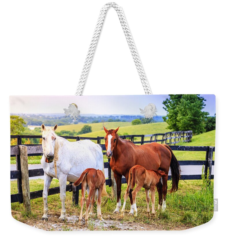 Bluegrass Weekender Tote Bag featuring the photograph Lunch time by Alexey Stiop