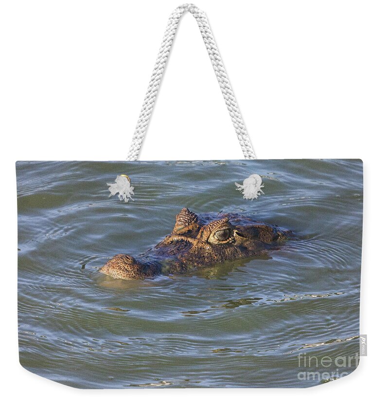 Caiman Weekender Tote Bag featuring the photograph Lurking by Bob Hislop