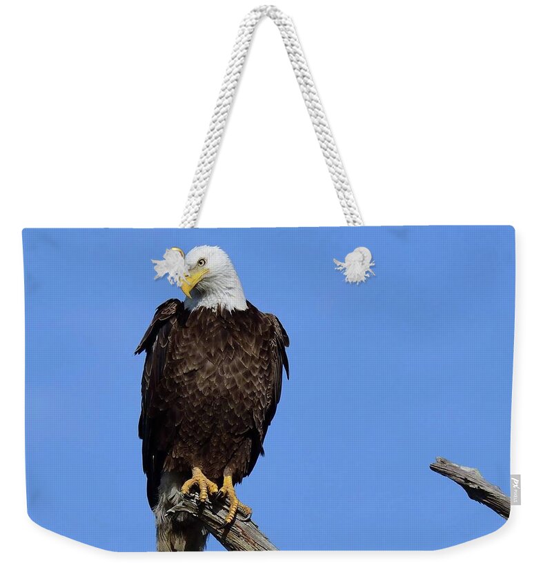Birds Weekender Tote Bag featuring the photograph M15 the look by Liz Grindstaff