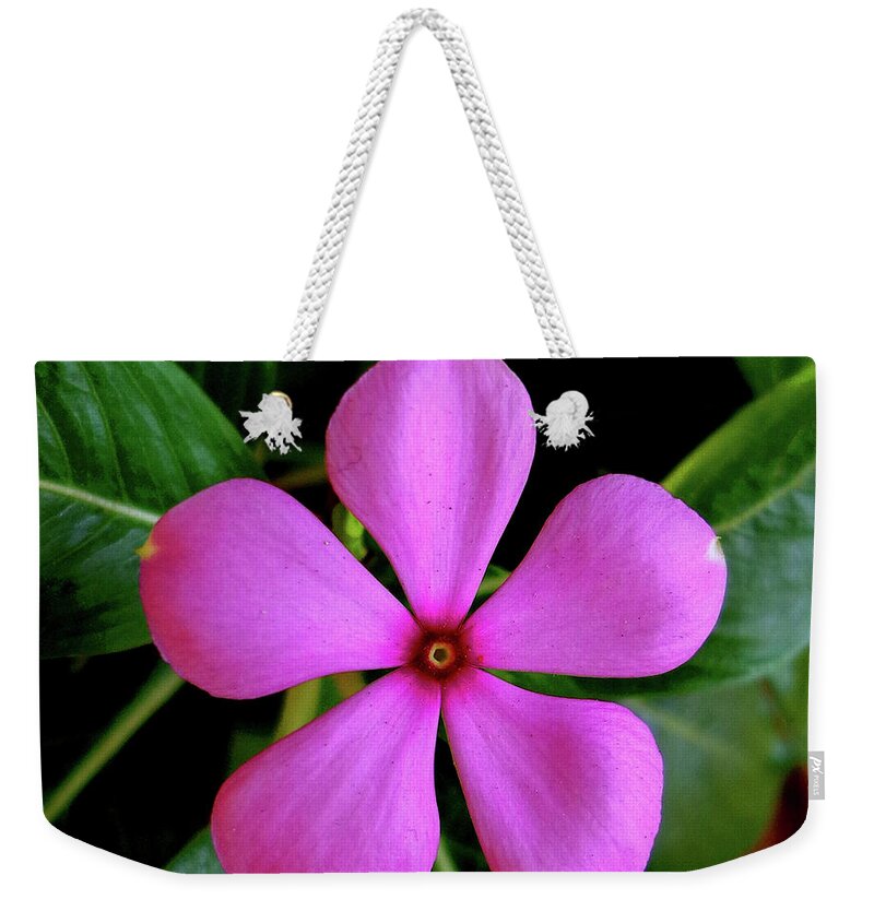 India Weekender Tote Bag featuring the photograph Madagascar Periwinkle by Misentropy