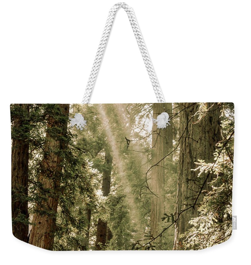 Trees Weekender Tote Bag featuring the photograph Magical Forest 2 by Ana V Ramirez
