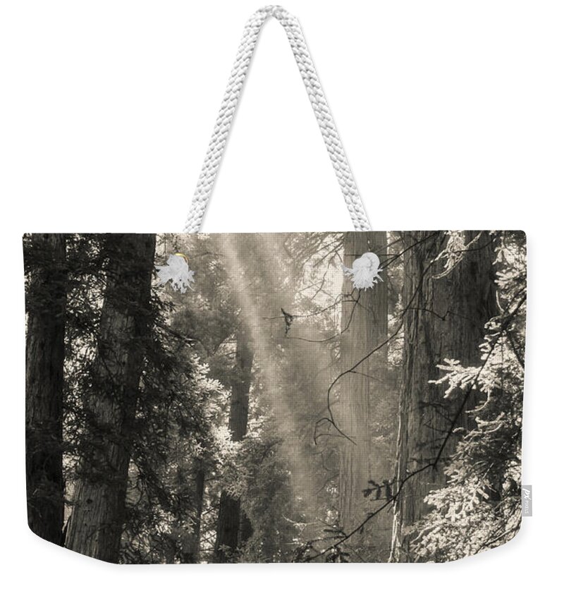 Trees Weekender Tote Bag featuring the photograph Magical Forest by Ana V Ramirez