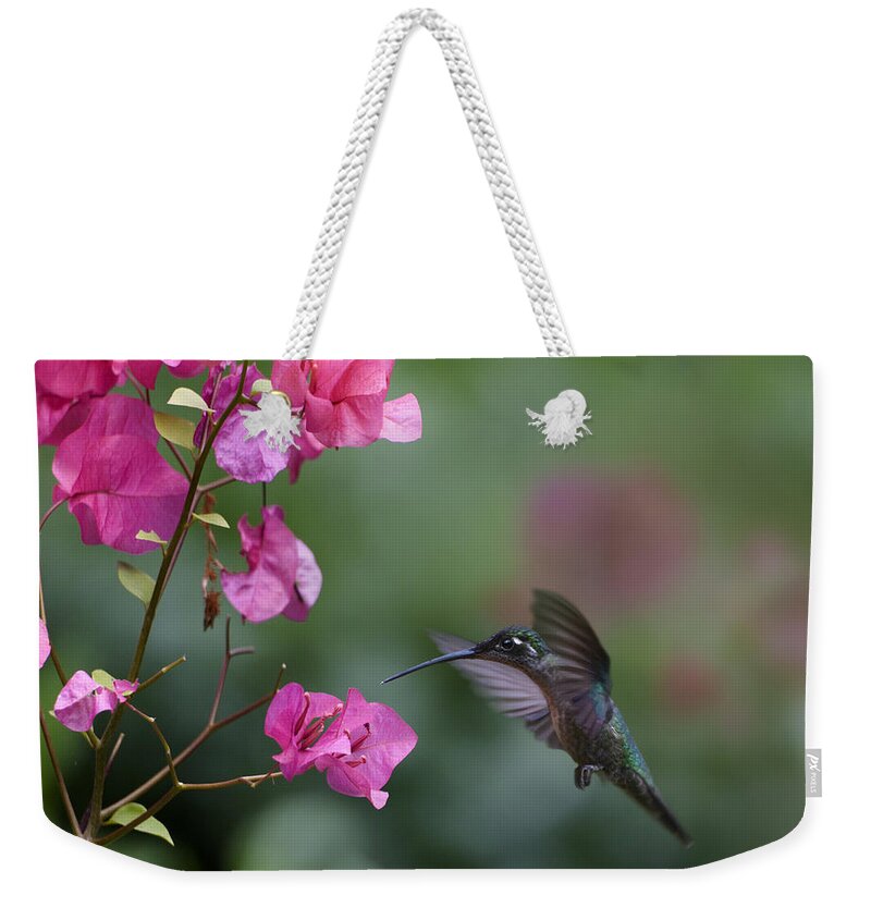 00429542 Weekender Tote Bag featuring the photograph Magnificent Hummingbird Female Feeding by Tim Fitzharris