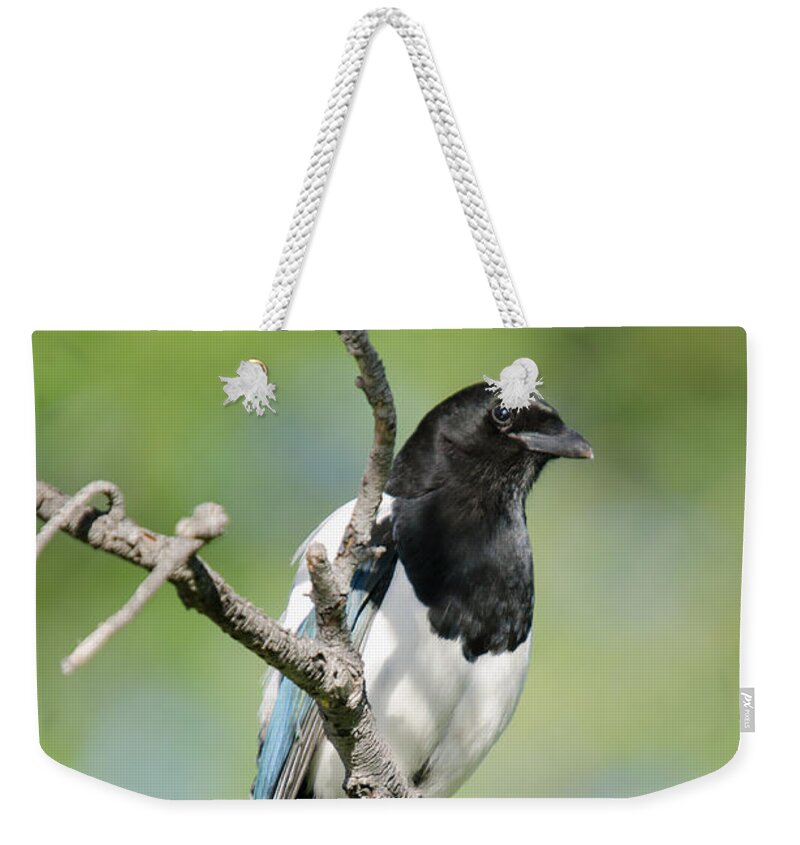 Eurasian Magpie Weekender Tote Bag featuring the photograph Magpie by Crystal Wightman