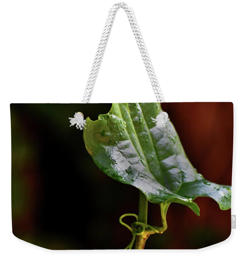 Intense Weekender Tote Bag featuring the photograph Mahogany Music by Skip Willits