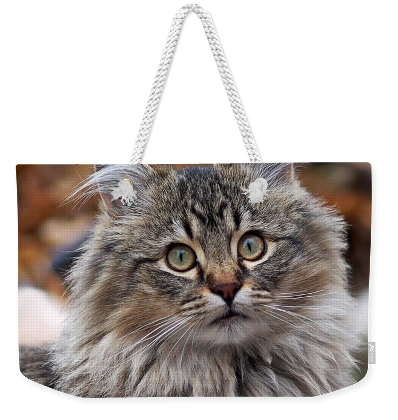 Cat Weekender Tote Bag featuring the photograph Maine Coon Cat by Rona Black