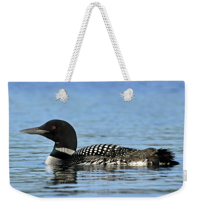Loon Weekender Tote Bag featuring the photograph Maine Loon by Glenn Gordon