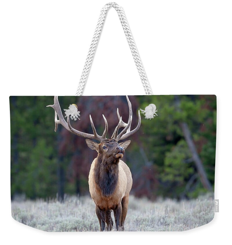 Bull Elk Weekender Tote Bag featuring the photograph Majestic Bull Elk by Jack Bell