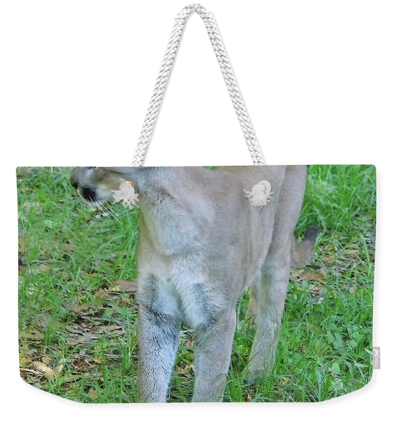 Panther Weekender Tote Bag featuring the photograph Majestic Yuma by D Hackett
