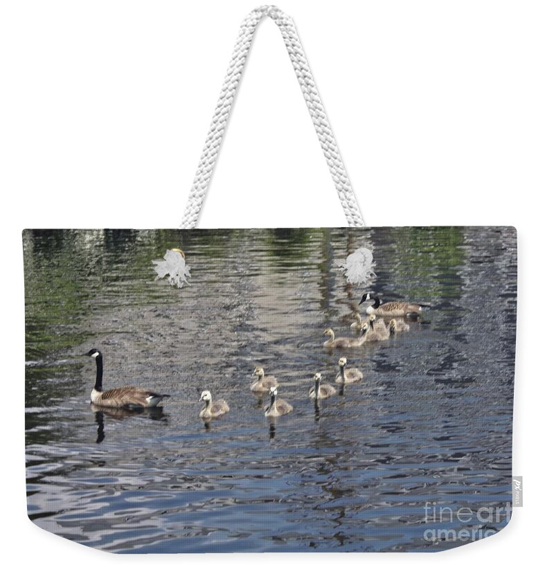 Male And Female Geese With Their Ducklings Weekender Tote Bag featuring the photograph Male And Female Geese With Their Ducklings by John Telfer