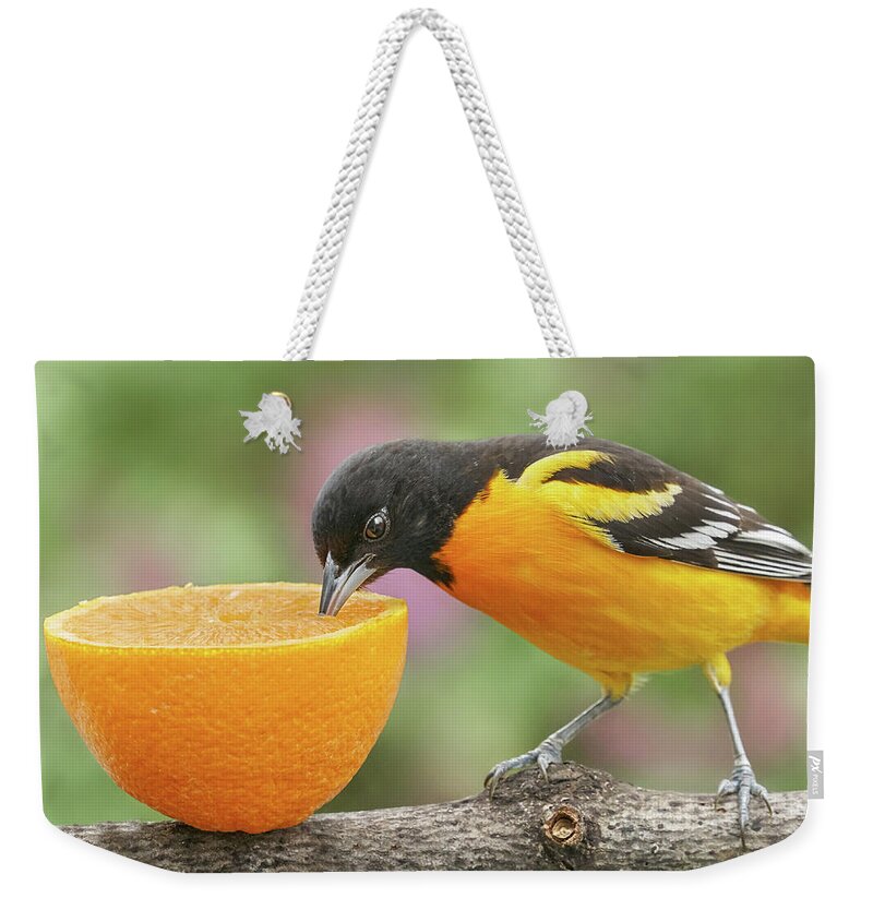 Baltimore Oriole Weekender Tote Bag featuring the photograph Male Baltimore Oriole tasting an orange by Jim Hughes
