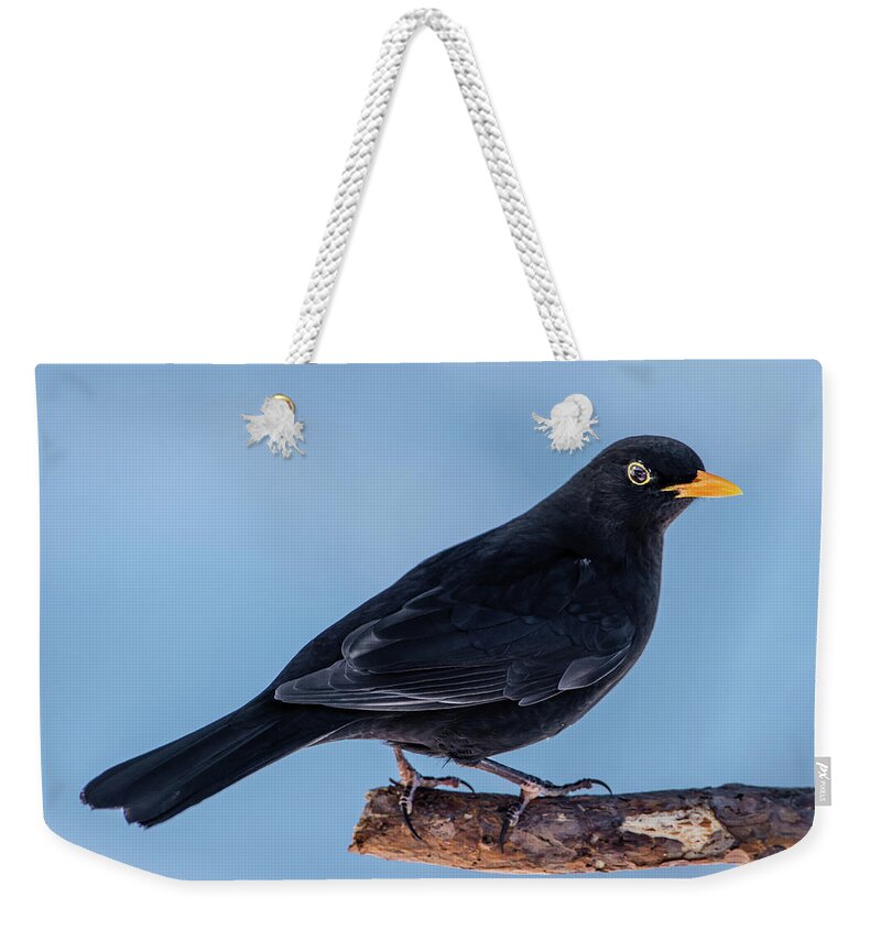 Blackbird Weekender Tote Bag featuring the photograph Male blackbird perching on a pine branch in profile by Torbjorn Swenelius