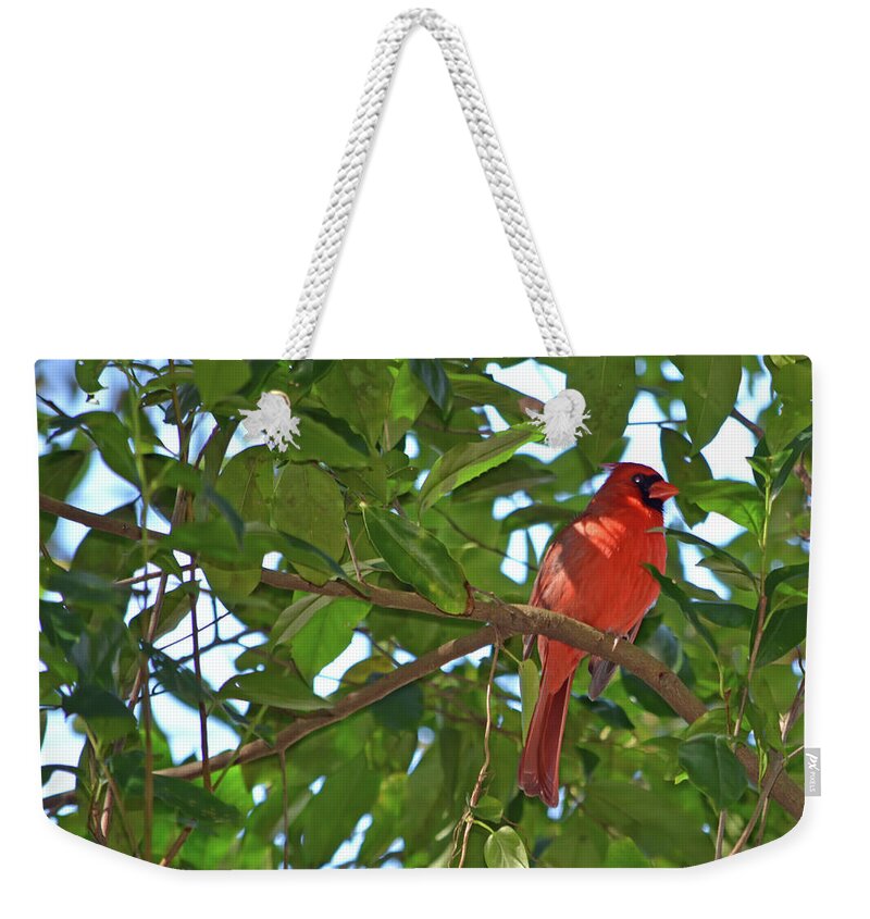 Cardinal Weekender Tote Bag featuring the photograph Male Cardinal by Aimee L Maher ALM GALLERY