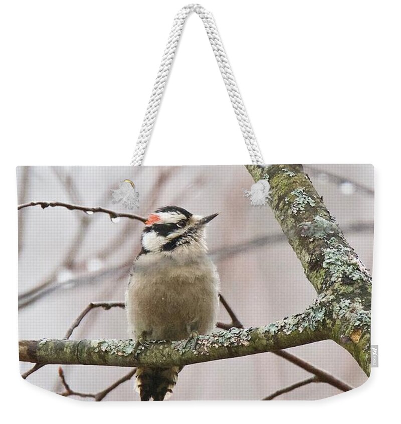 Male Weekender Tote Bag featuring the photograph Male Downey Woodpecker by Michael Peychich