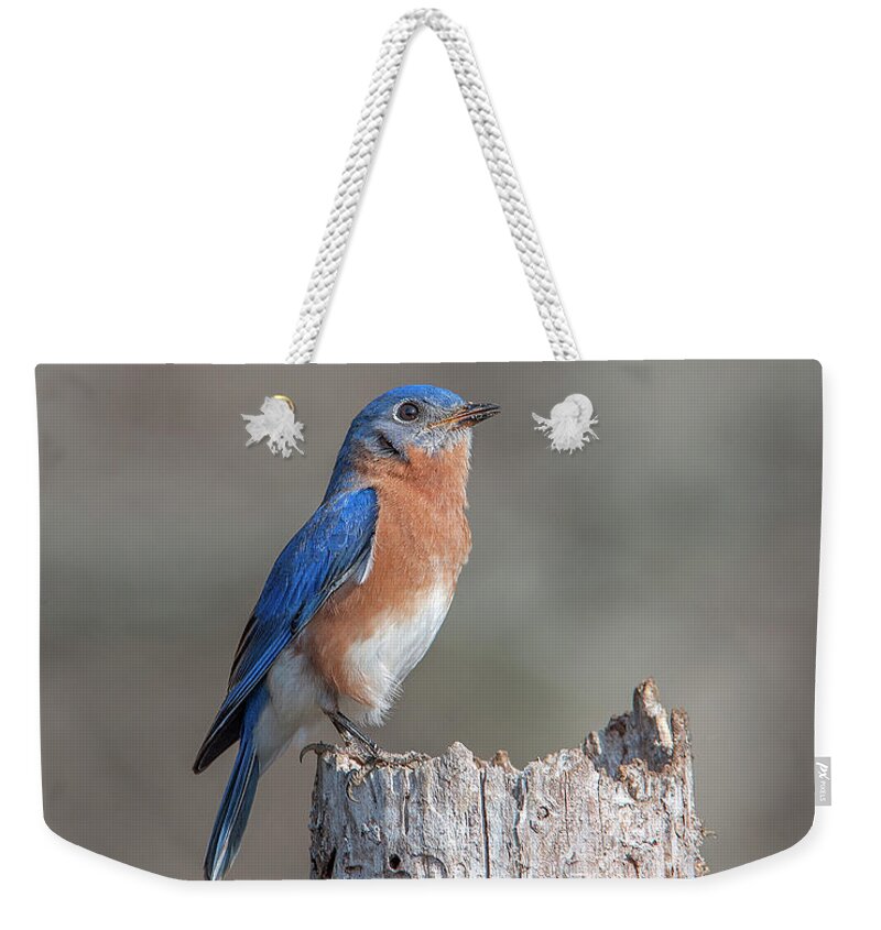 Nature Weekender Tote Bag featuring the photograph Male Eastern Bluebird Singing DSB0287 by Gerry Gantt