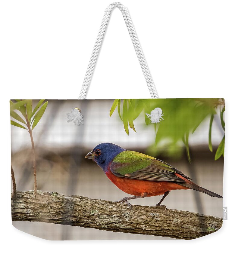 Bird Weekender Tote Bag featuring the photograph Male Painted Bunting by Norman Peay