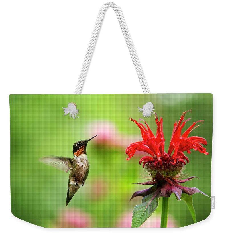 Hummingbird Weekender Tote Bag featuring the photograph Male Ruby-Throated Hummingbird Hovering Near Flowers by Christina Rollo
