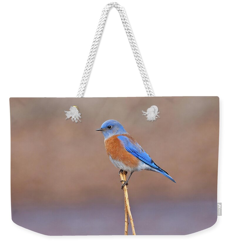 Adult Weekender Tote Bag featuring the photograph Male Western Bluebird Perched on a Stalk by Jeff Goulden