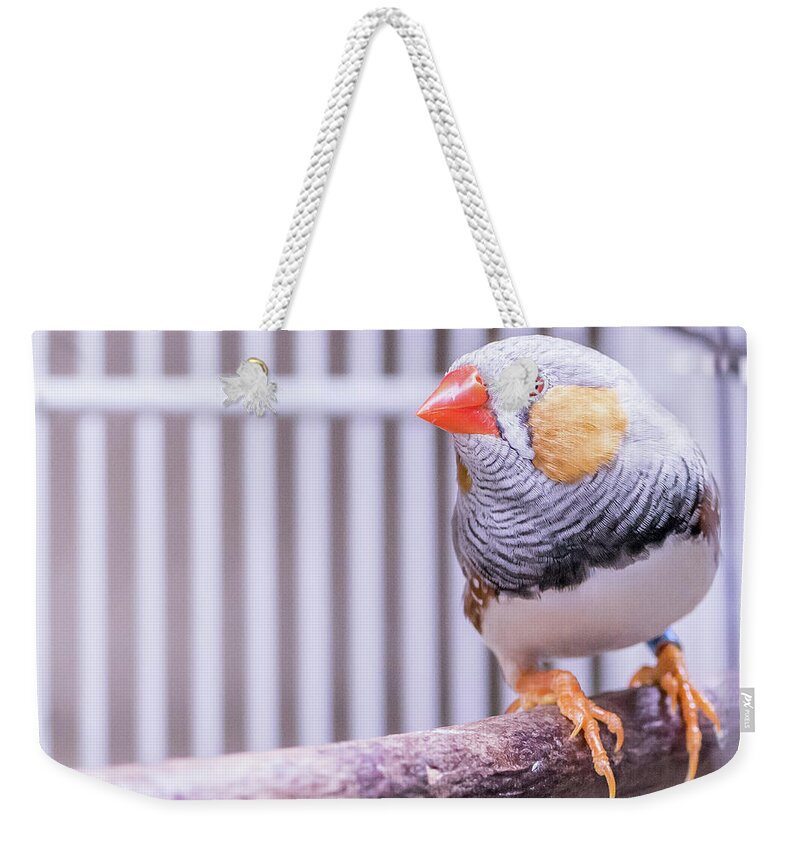Male Weekender Tote Bag featuring the photograph Male Zebra Finch by Jennifer Grossnickle