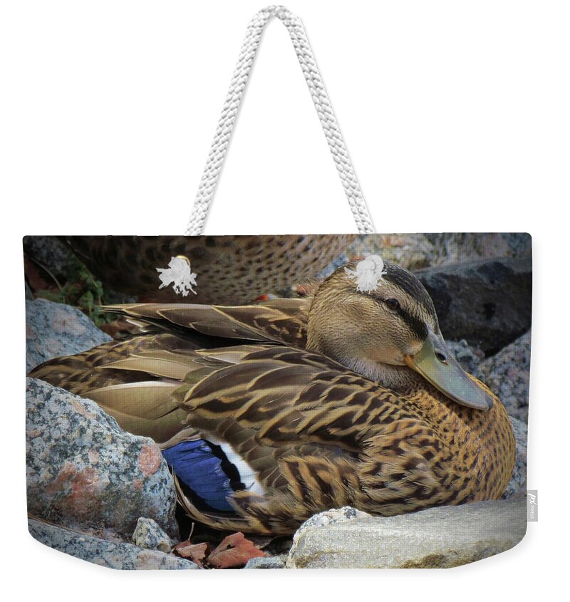 Mallard Duck Weekender Tote Bag featuring the photograph Mallard Hen by Cynthia Guinn