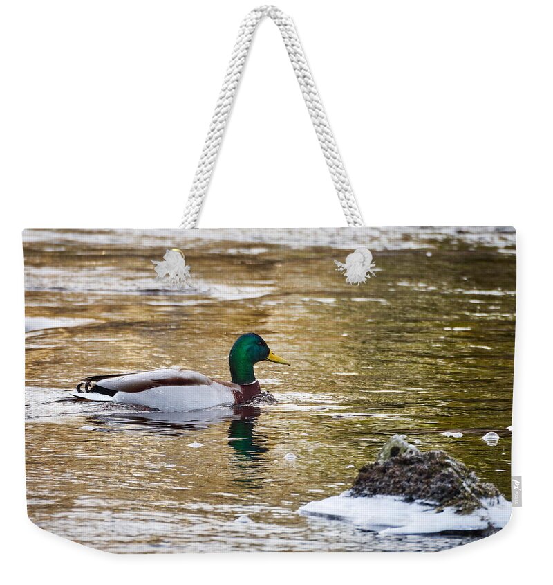 Jouko Lehto Weekender Tote Bag featuring the photograph Mallard in the golden river by Jouko Lehto