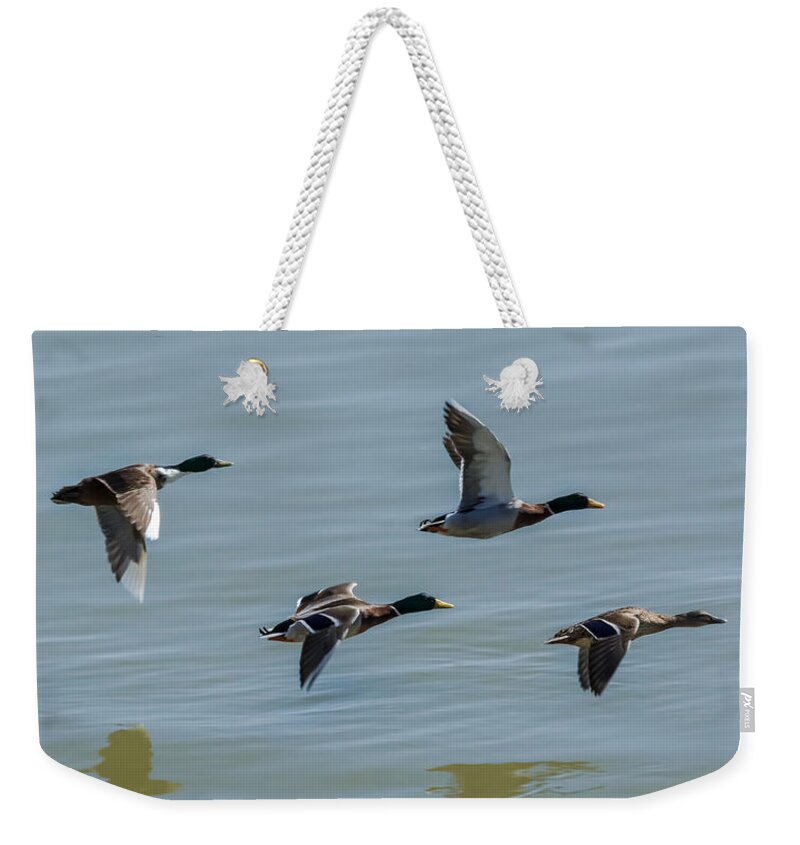 Jan Weekender Tote Bag featuring the photograph Mallards flying over the Ohio by Holden The Moment