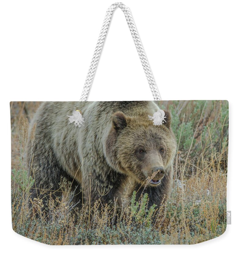 Blonde Bear Weekender Tote Bag featuring the photograph Mama Grizzly Blondie by Yeates Photography