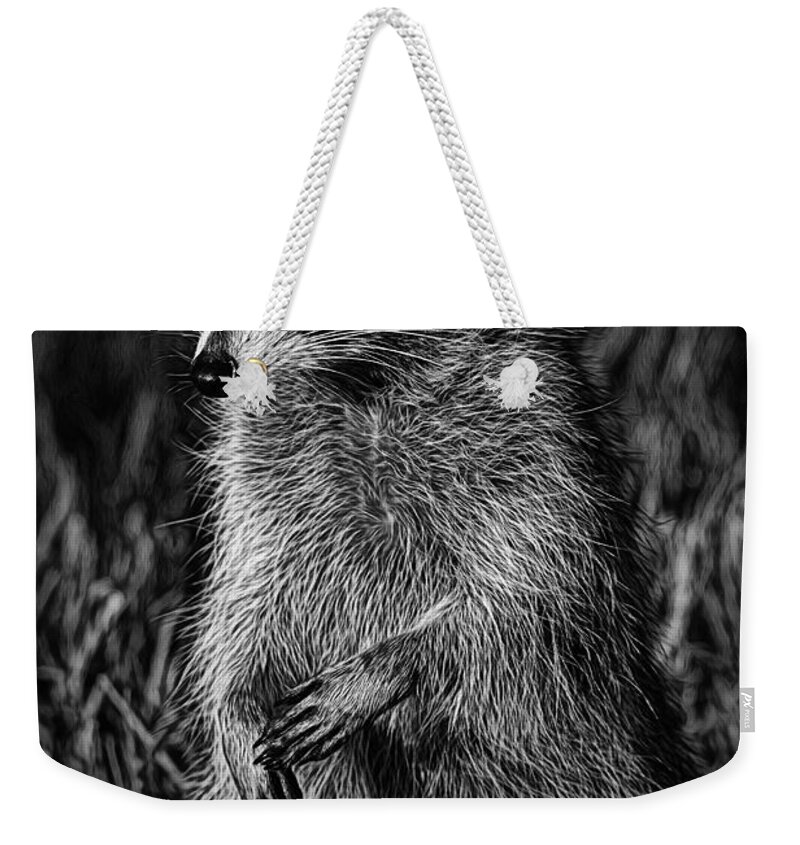 Deborah Benoit Weekender Tote Bag featuring the photograph Mama Raccoon by Deborah Benoit