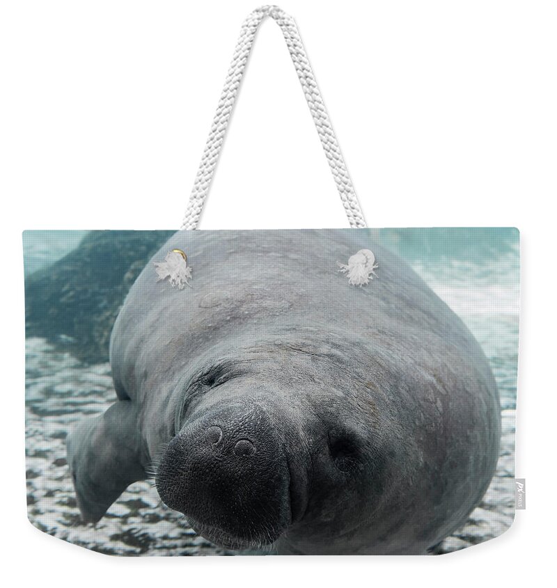 Manatee Weekender Tote Bag featuring the photograph Manatee by Tracy Winter