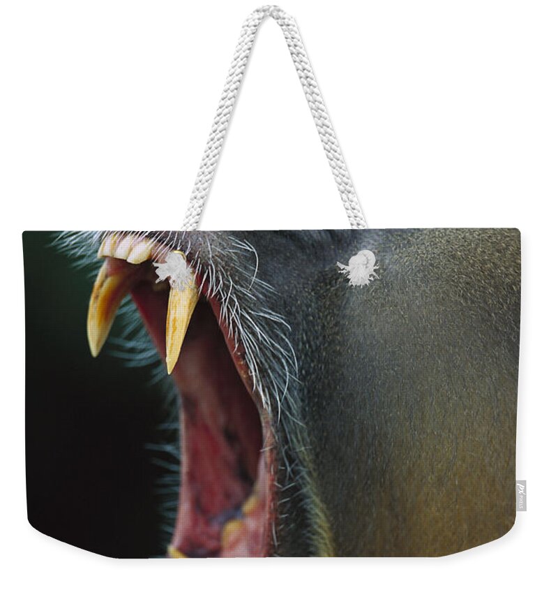 Mp Weekender Tote Bag featuring the photograph Mandrill Mandrillus Sphinx Adult Male by Cyril Ruoso