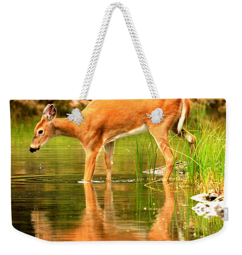 Deer Weekender Tote Bag featuring the photograph Foraging In Fishercap by Adam Jewell