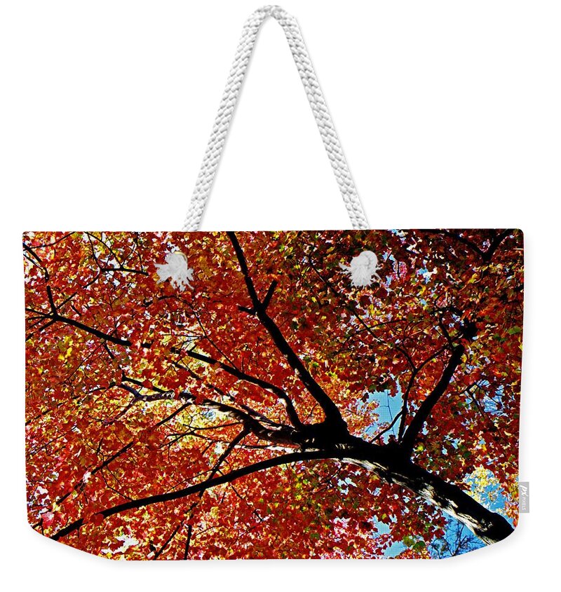 Autumn Weekender Tote Bag featuring the photograph Maple Tree in Autumn Glow by Juergen Roth