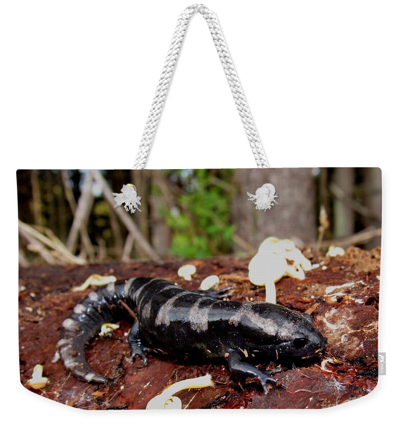 Marbled Salamander Mole Salamanders Of North America Appalachian Salamanders Appalachian Biodiversity Appalachian Amphibians North American Amphibians Woodland Creatures Of The Forest Wildlife Appalachian Animals Endangered Species Rare Salamanders Rare Creatures Life On Earth Weekender Tote Bag featuring the photograph Marbled Salamander by Joshua Bales