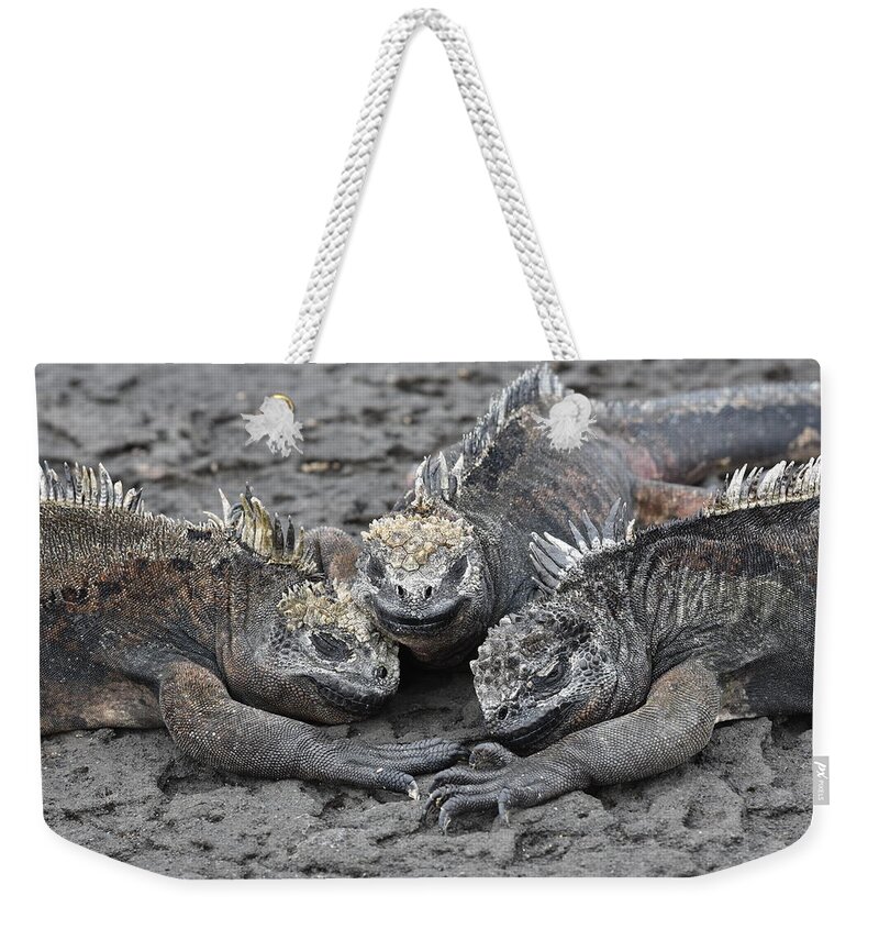 Iguana Weekender Tote Bag featuring the photograph Marine Iguana Rendevous by Ben Foster