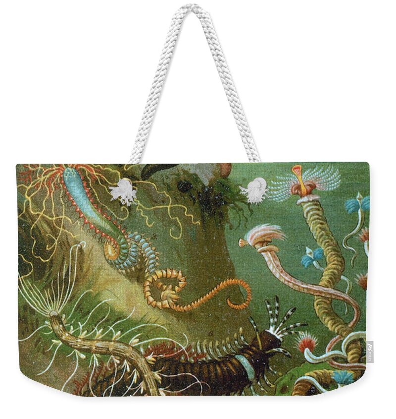 Marine Worms Weekender Tote Bag featuring the photograph Marine Worms by Science Source