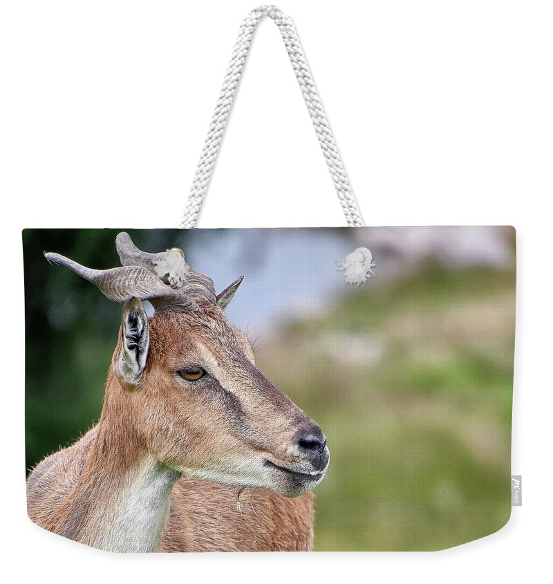  Weekender Tote Bag featuring the photograph Markhor by Kuni Photography