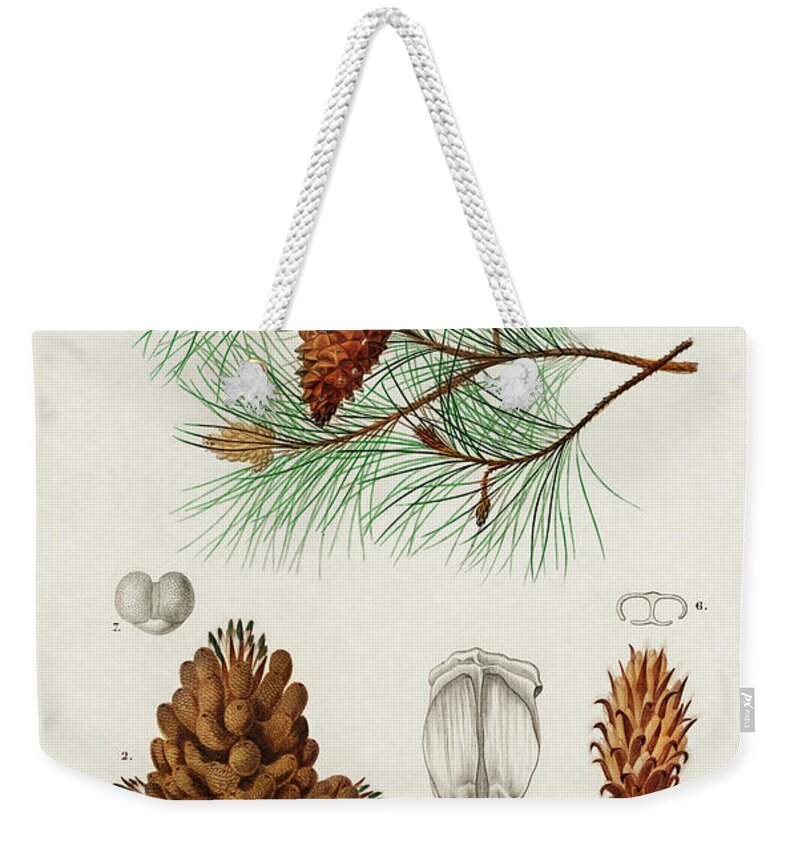 Vintage Weekender Tote Bag featuring the painting Martime pine - Pinus maritima by Vincent Monozlay