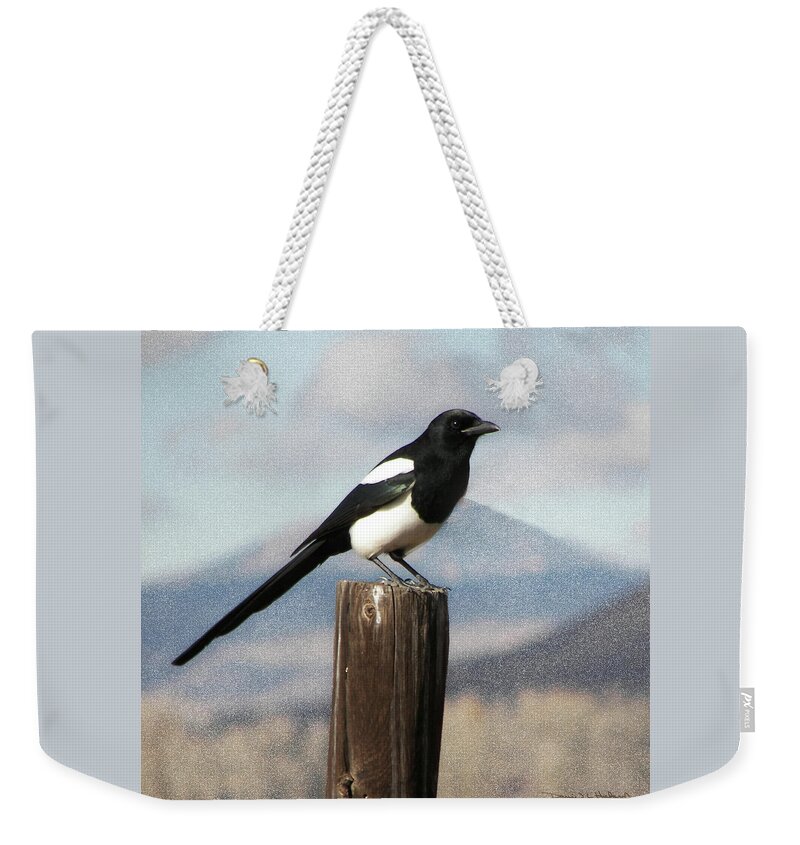  Black-billed Magpie (corvidae Weekender Tote Bag featuring the photograph Marty The Magpie by Daniel Hebard