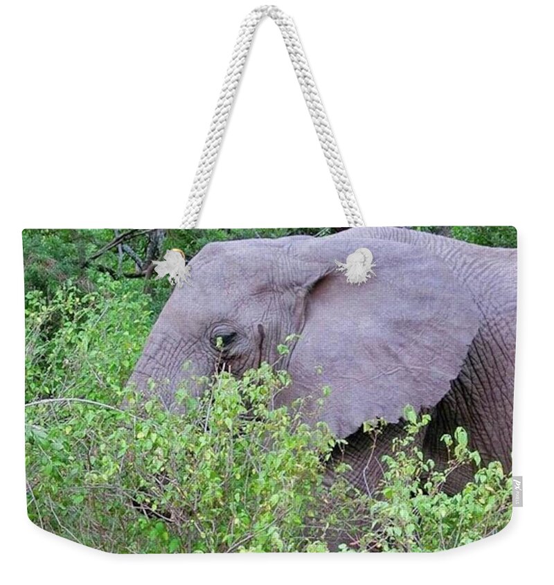Tanzania Weekender Tote Bag featuring the photograph Elephant in Tanzania by Masako Takagi
